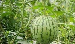 盘点各学校的吃瓜视频