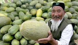 新疆人吃哈密瓜视频,甜蜜诱惑，尽享瓜香四溢的味蕾盛宴