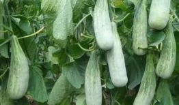 山东临沂吃瓜现场视频,全民围观，热闹非凡