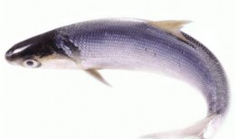 吃生八瓜鱼视频大全集