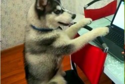 哈士奇吃瓜群众视频,萌宠搞笑瞬间大盘点