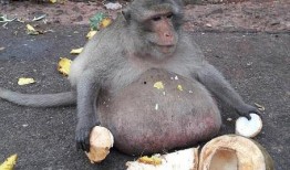 吃瓜群众小猴子视频大全,揭秘视频大全中的趣味瞬间