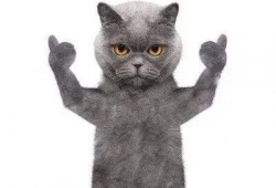 蓝猫看人吵架吃瓜视频,化身吃瓜群众，萌态十足