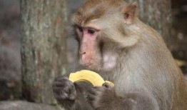 女孩吃瓜像猴子视频下载,网络爆笑视频引热议