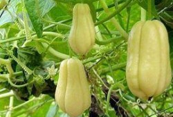 佛手瓜发芽还可以吃嘛视频,还能安全食用吗？揭秘发芽佛手瓜的食用真相
