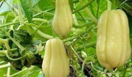 佛手瓜发芽还可以吃嘛视频,还能安全食用吗？揭秘发芽佛手瓜的食用真相