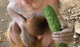 女孩吃瓜像猴子视频下载,网络爆笑视频引热议