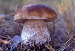 每日吃瓜今日大瓜蘑菇视频,蘑菇视频今日大瓜，揭秘娱乐圈幕后真相