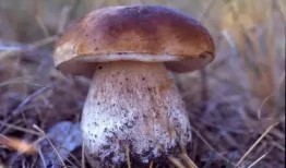 每日吃瓜今日大瓜蘑菇视频,蘑菇视频今日大瓜，揭秘娱乐圈幕后真相