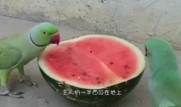 瓜友们吃瓜视频,揭秘吃瓜视频背后的精彩瞬间