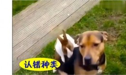 吃瓜视频很搞笑的,笑料横生！吃瓜视频带你领略欢乐时光