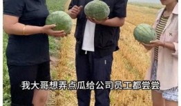 群众围观吃瓜的视频,揭秘网络热传视频背后的故事