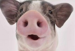 猪吃白兰瓜的视频播放,萌态十足引网友热议