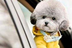 灰泰迪吃哈密瓜好吗视频,美味与健康的完美邂逅