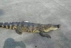 大鳄鱼吃瓜视频