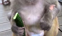 女孩吃瓜像猴子视频下载,网络爆笑视频引热议