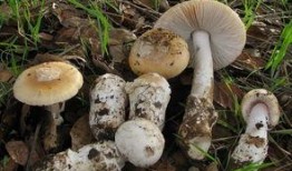 每日吃瓜今日大瓜蘑菇视频,蘑菇视频今日大瓜，揭秘娱乐圈幕后真相