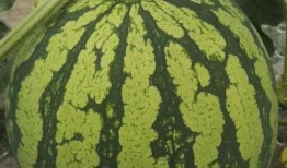 今日必看的吃瓜视频