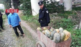 金昌市吃瓜老汉事件视频,一场引发社会热议的网络风波