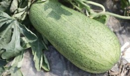 玉菇瓜怎么切方便吃视频