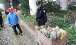 徽县吃瓜事件真相视频完整版,揭秘真相背后的惊人内幕