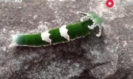 老虎吃瓜动物视频,老虎捕食瓜类动物的惊心动魄瞬间