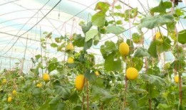 金香吃瓜最新消息视频播放,揭秘幕后真相，带你领略娱乐圈风云