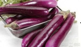 河南女人吃生茄瓜视频,传统美食新吃法引网友热议